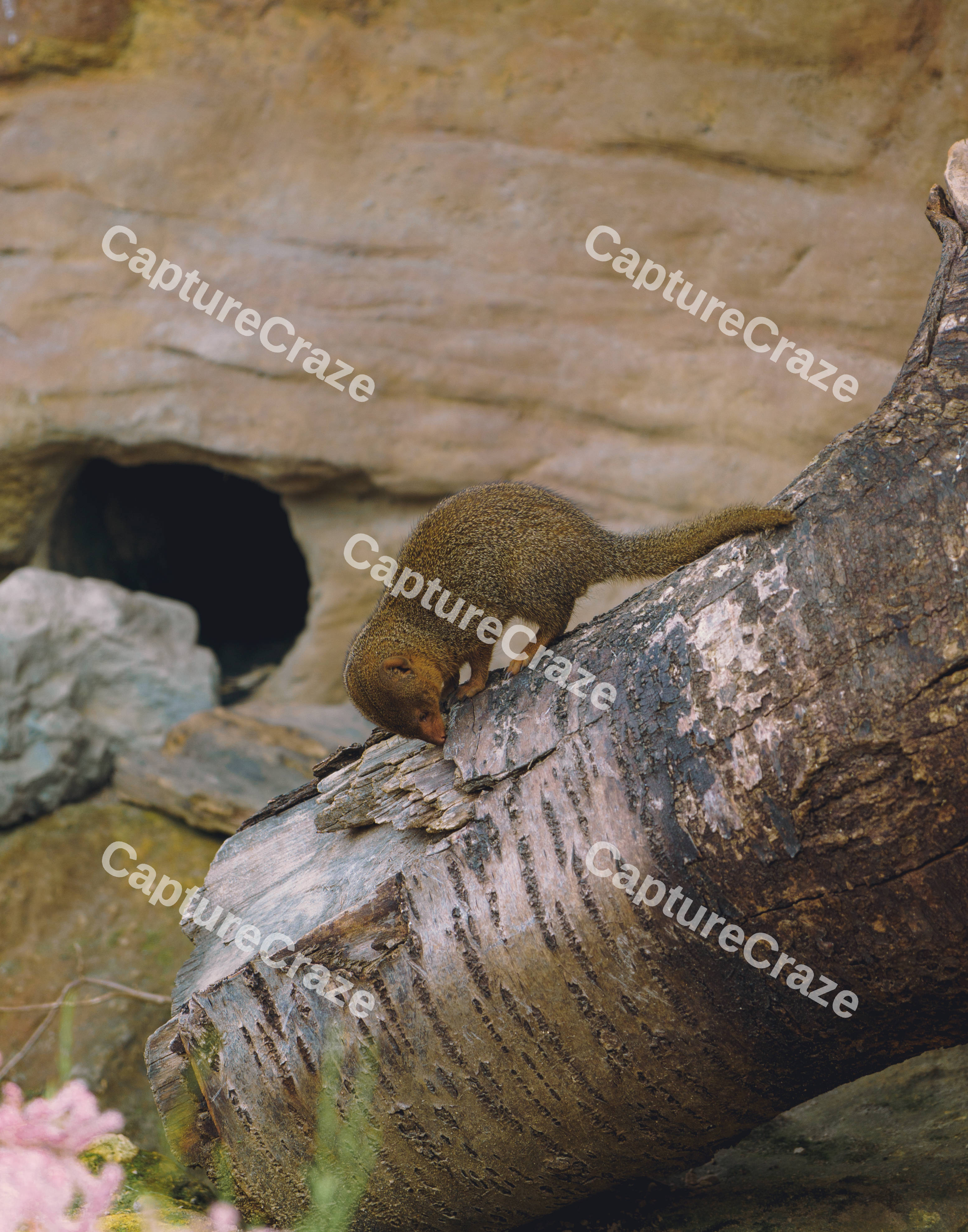 A Mongoose Sniffing A Tree Stump
